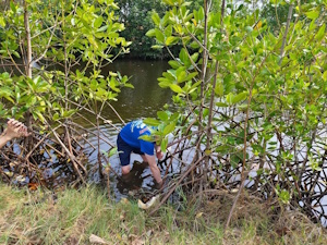 ปลูกป่าชายเลน รูปที่ 4